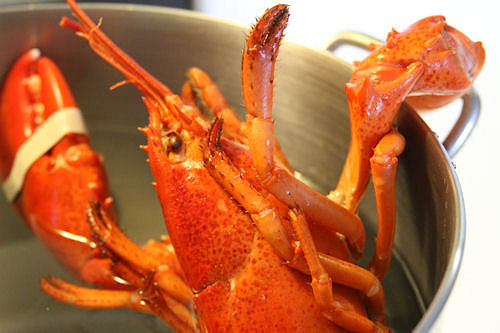 How to Make Lobster Stock – A Cup of Sugar … A Pinch of Salt